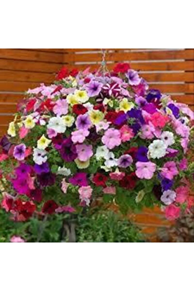 Serdar Çam Tohumculuk Tohum