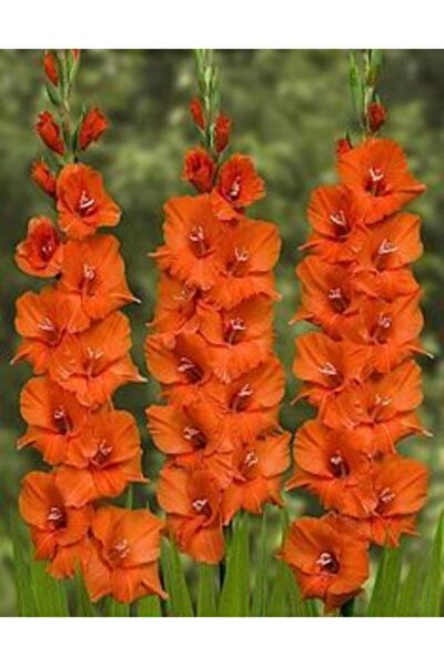 FMT TOHUMCULUK Tohum