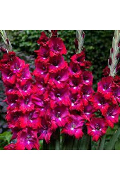 GARDENYA TOHUMCULUK Tohum