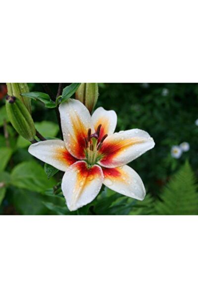 GARDENYA TOHUMCULUK Tohum