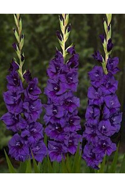 FMT TOHUMCULUK Tohum