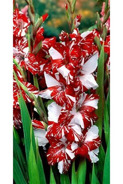 FMT TOHUMCULUK Tohum