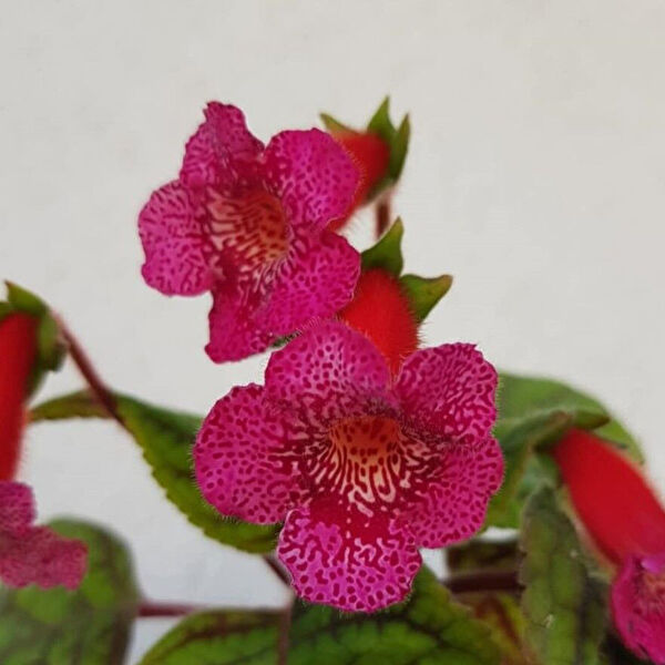 e-fidancim Koleksiyoner ürünleri