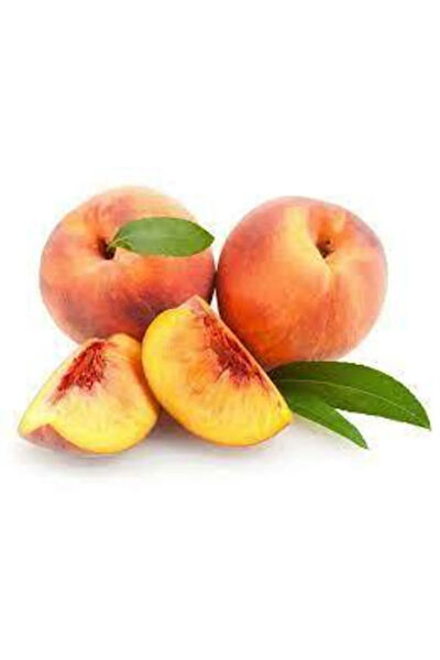 Serdar Çam Tohumculuk Tohum