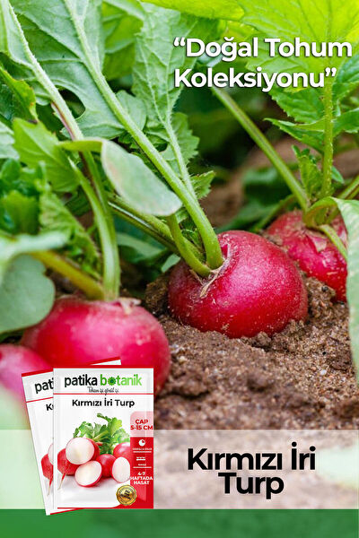 Patika Botanik Tohum