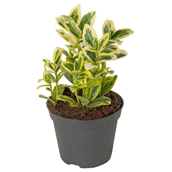 U.S. Polo Assn. Fidan