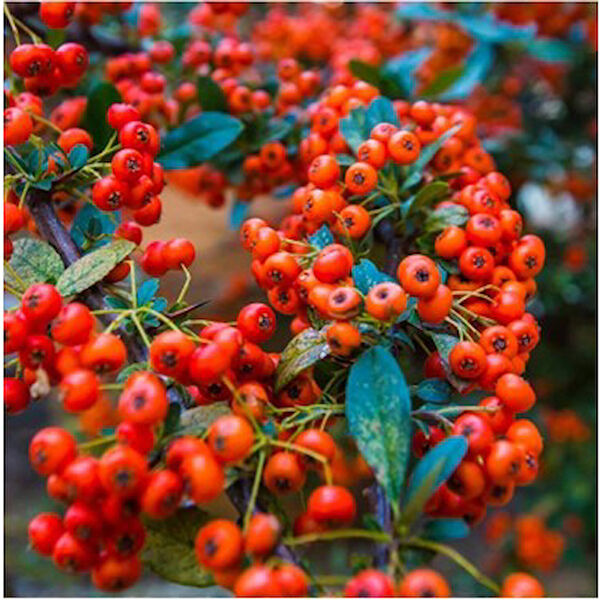 Mimoza Bitki Market Fidan