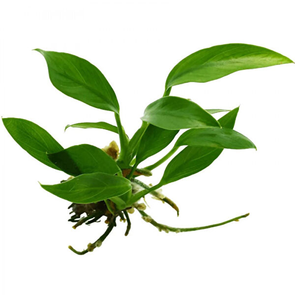 GEZER AKVARYUM PETSHOP Akvaryum Bitkileri, Bakımı