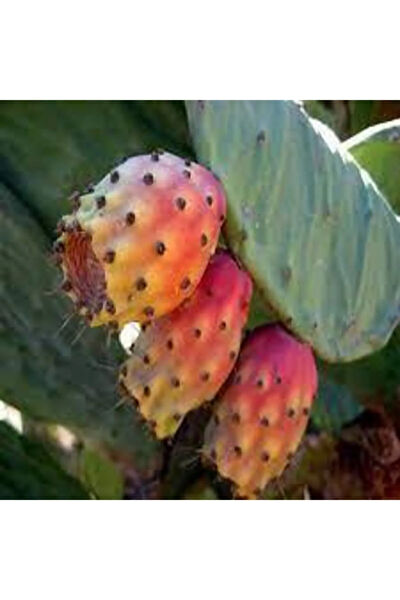 Serdar Çam Tohumculuk Tohum