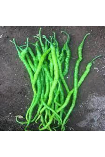 Serdar Çam Tohumculuk Tohum