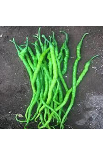 Serdar Çam Tohumculuk Tohum