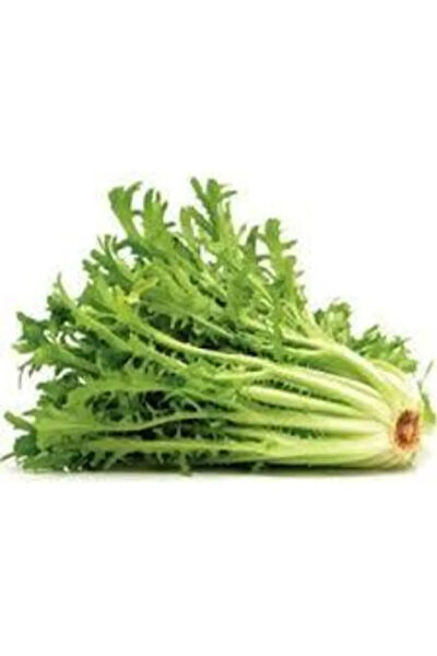 Serdar Çam Tohumculuk Tohum