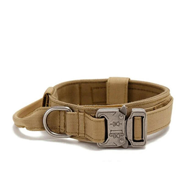 Lion Köpek Tasmaları