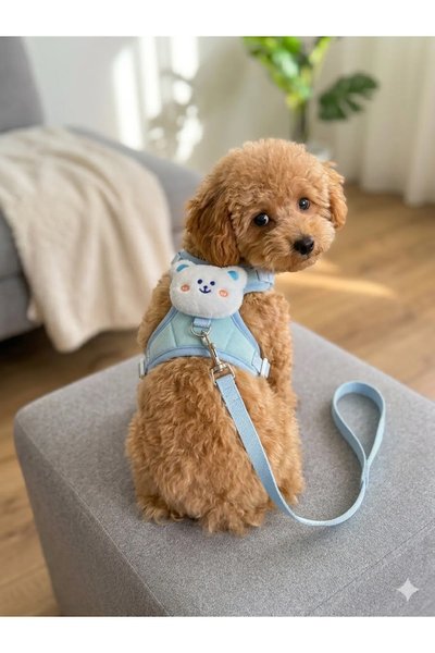 MasterCat Köpek Tasmaları