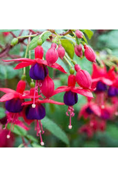 Serdar Çam Tohumculuk Tohum