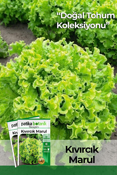 Patika Botanik Tohum