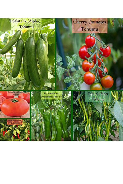 Zencefil Organik Tohum