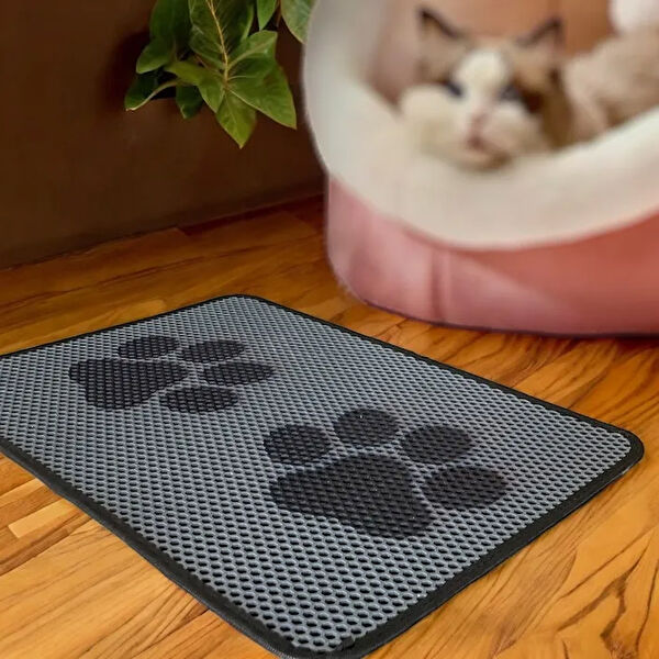 Chandler Home Kedi Tuvalet Eğitimi