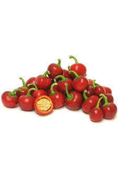 Serdar Çam Tohumculuk Tohum