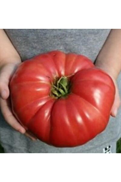 Köy Tohumları Tohum