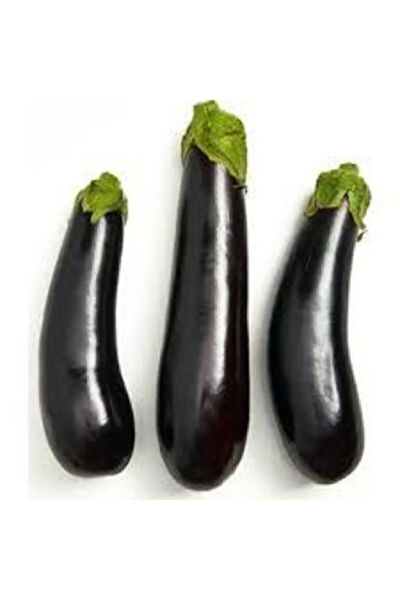 Serdar Çam Tohumculuk Tohum