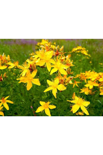 Serdar Çam Tohumculuk Tohum