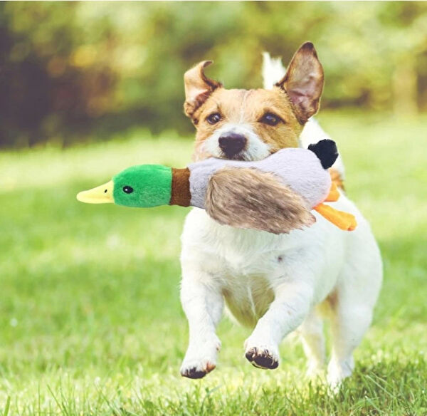 Soi Home Köpek Oyuncakları