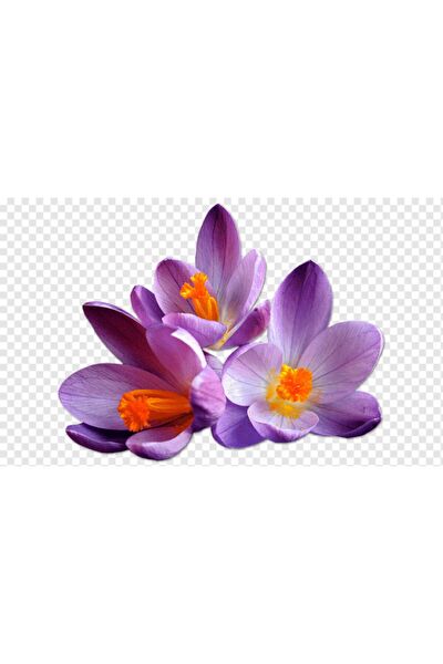 İLAYFİDANCILIK Tohum