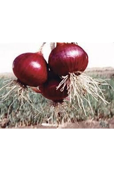 Serdar Çam Tohumculuk Tohum