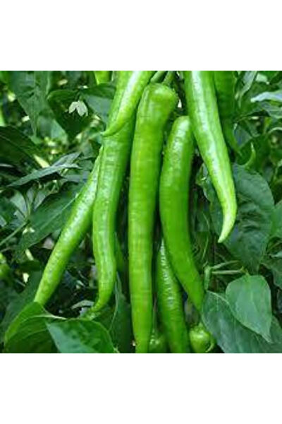 Serdar Çam Tohumculuk Tohum