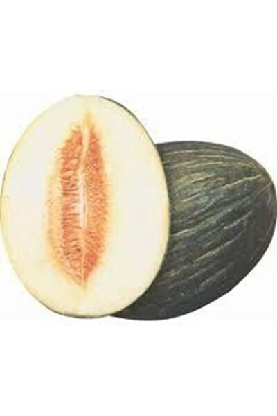 Serdar Çam Tohumculuk Tohum