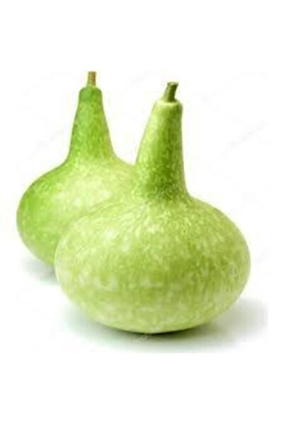 Serdar Çam Tohumculuk Tohum