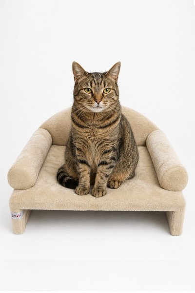 Reyo Kedi Yatağı