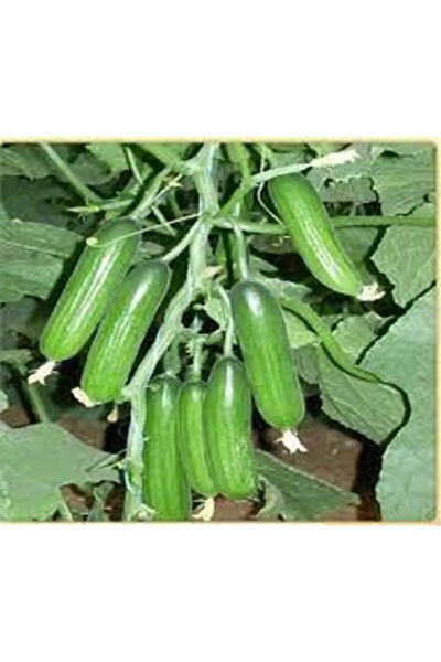 Serdar Çam Tohumculuk Tohum