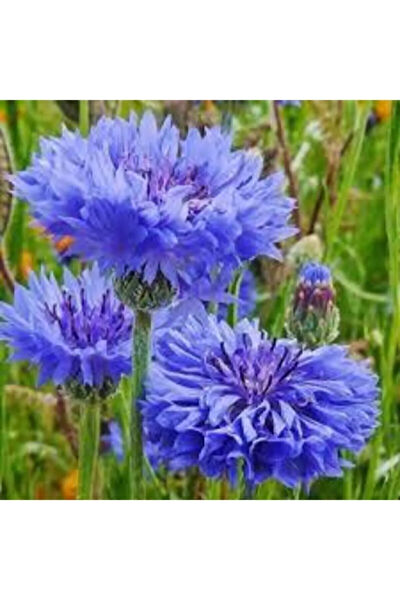 Serdar Çam Tohumculuk Tohum