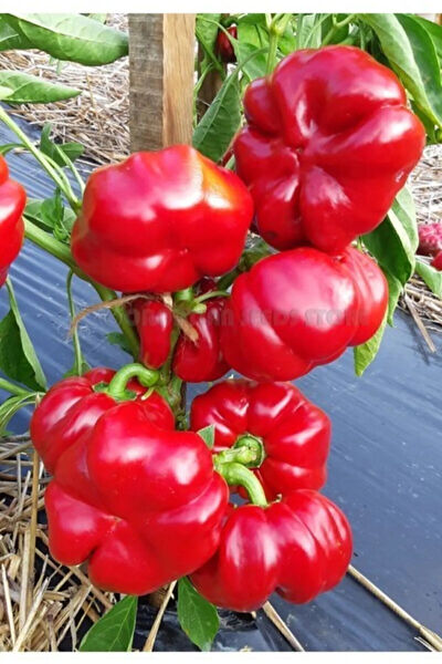 Serdar Çam Tohumculuk Tohum