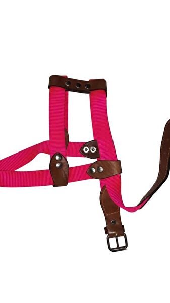 Lovely Köpek Tasmaları