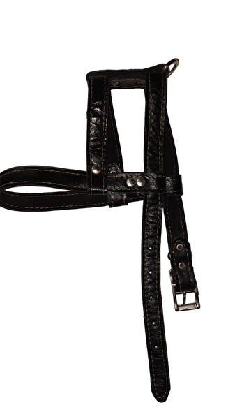 Lovely Köpek Tasmaları