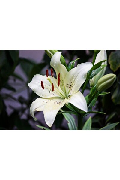 İLAYFİDANCILIK Tohum