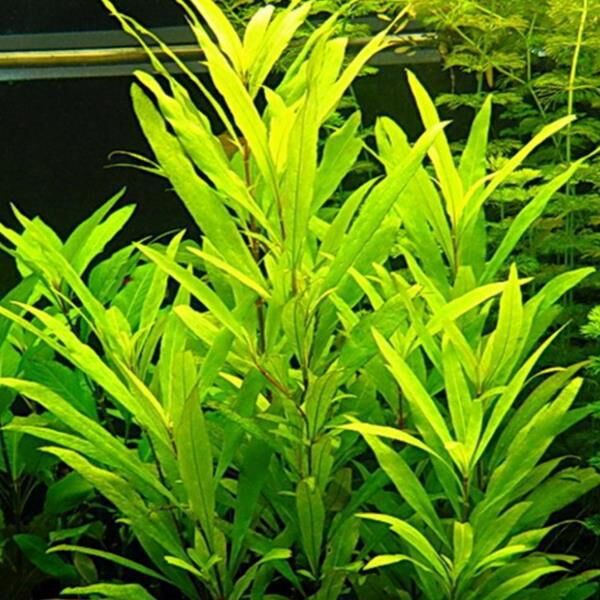 WOOF. Akvaryum Bitkileri, Bakımı