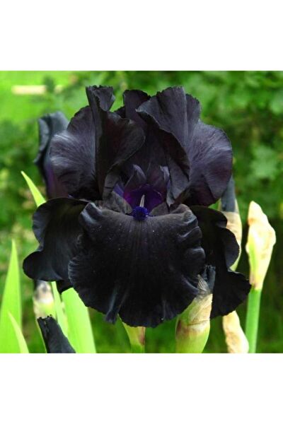 İLAYFİDANCILIK Tohum