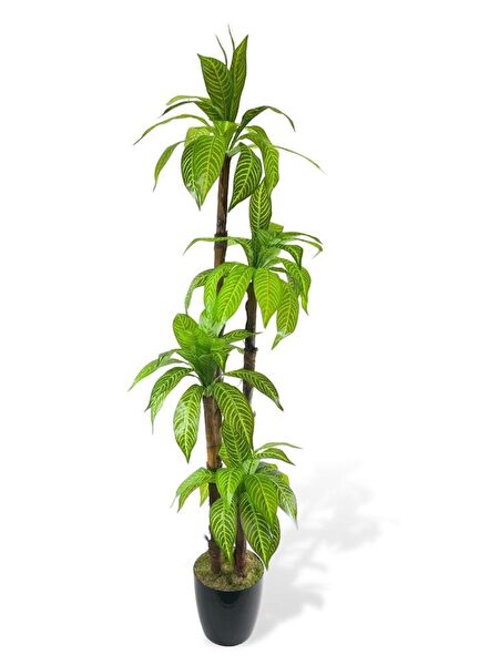 Nettenevime Yapay Çiçek, Meyve