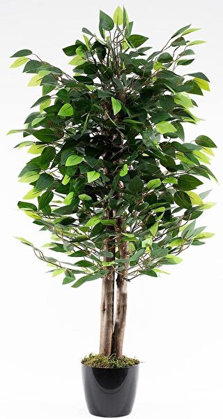 Nettenevime Yapay Çiçek, Meyve