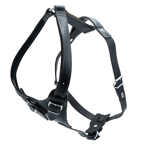 Doggie Köpek Tasmaları