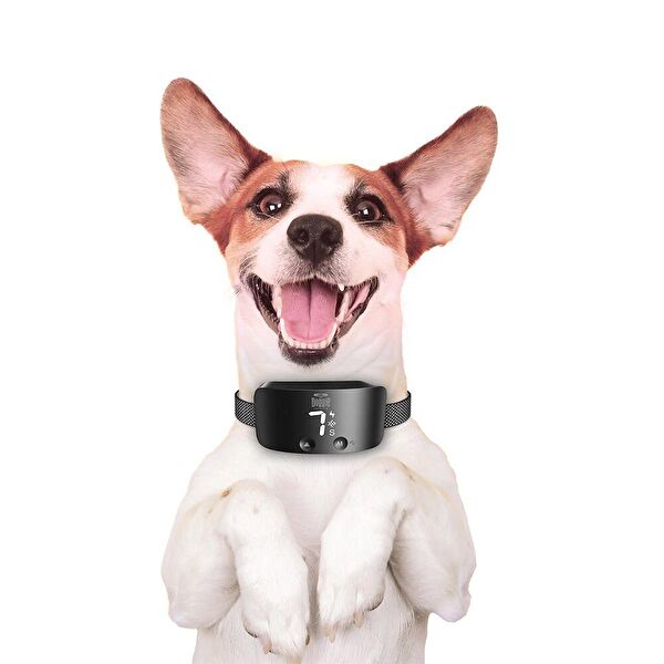 Doggie Köpek Tasmaları