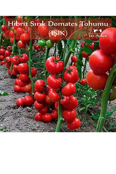 Zencefil Organik Tohum