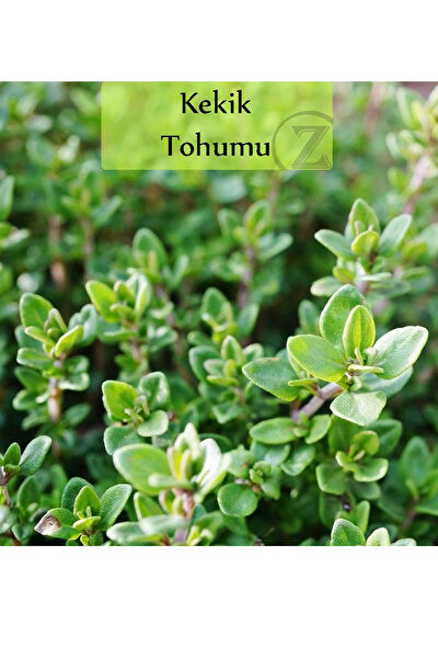 Zencefil Organik Tohum