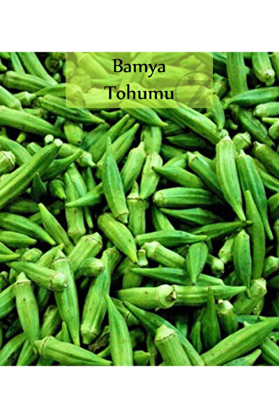 Zencefil Organik Tohum