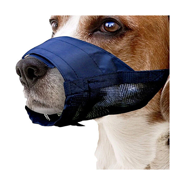 Kiwi Köpek Güvenlik