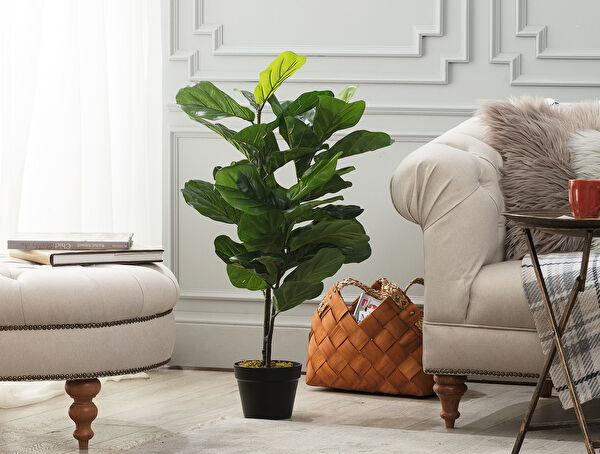 Madame Coco Vazo, Saksı